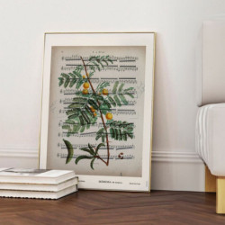 6382 AFFICHE PARTITION MIMOSA