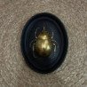 4081 DECO MURALE SCARABEE NOIR DORE